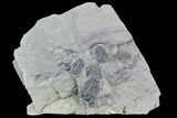 Elrathia Trilobite Cluster - Utah #105528-1